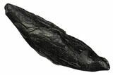 Fossil Sperm Whale (Scaldicetus) Tooth - South Carolina #176124-1